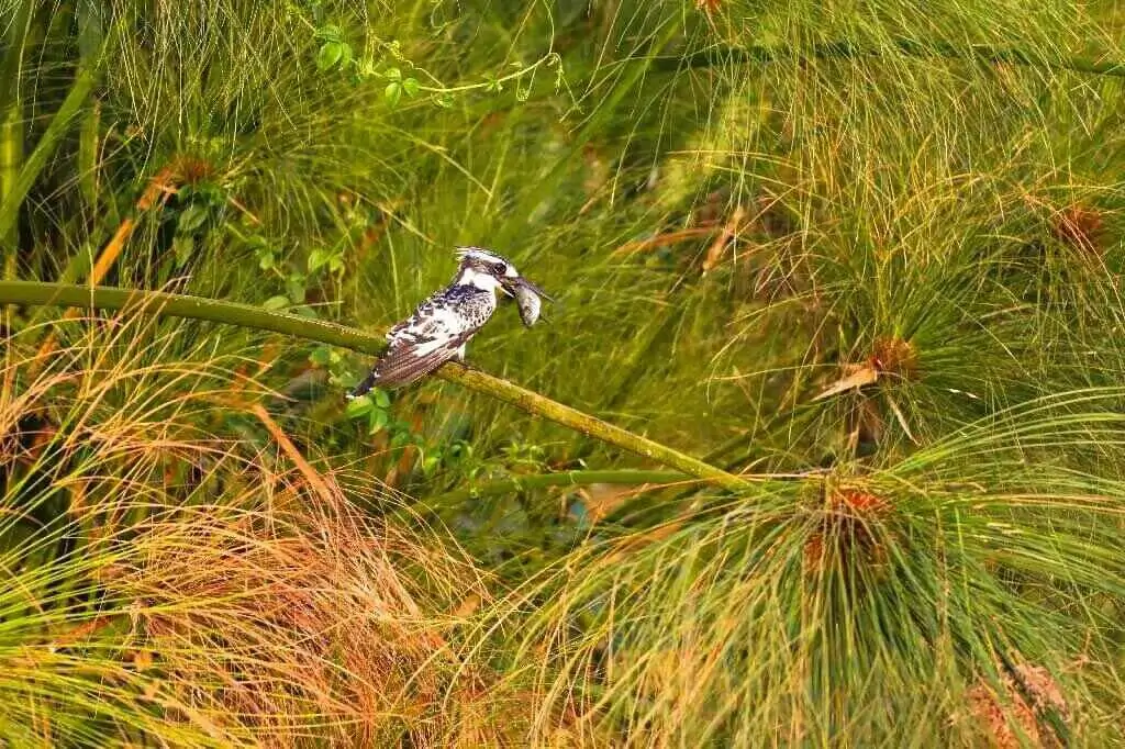 Pied kingfisher